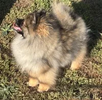 Mary,Mary, a female Pomeranian for sale in Springfield, OR – Photo 2 of 4