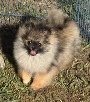Mary,Mary, a female Pomeranian for sale in Springfield, OR – Photo 4 of 4
