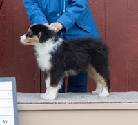 Motley, a male Australian Shepherd for sale in Springfield, OR – Photo 4 of 5