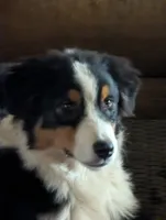 Motley, a male Australian Shepherd for sale in Springfield, OR – Photo 1 of 5