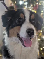 Motley, a male Australian Shepherd for sale in Springfield, OR – Photo 2 of 5