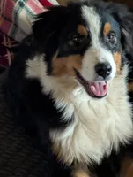 Motley, a male Australian Shepherd for sale in Springfield, OR – Photo 3 of 5