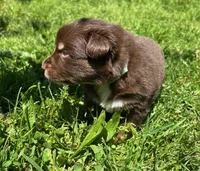Clementine, a female Australian Shepherd for sale in Scappoose, OR – 4 of 5