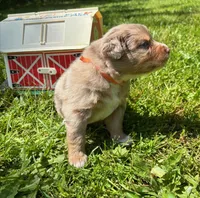 Quill, a male Australian Shepherd for sale in Scappoose, OR – 4 of 5