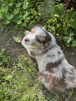 Lotus, a male Australian Shepherd for sale in Scappoose, OR – 20 of 26