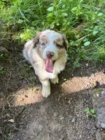 Lotus, a male Australian Shepherd for sale in Scappoose, OR – 14 of 26