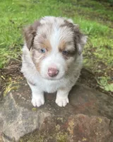 Lotus, a male Australian Shepherd for sale in Scappoose, OR – 4 of 10