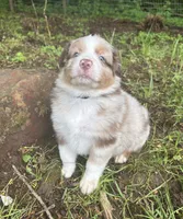 Lotus, a male Australian Shepherd for sale in Scappoose, OR – 9 of 10