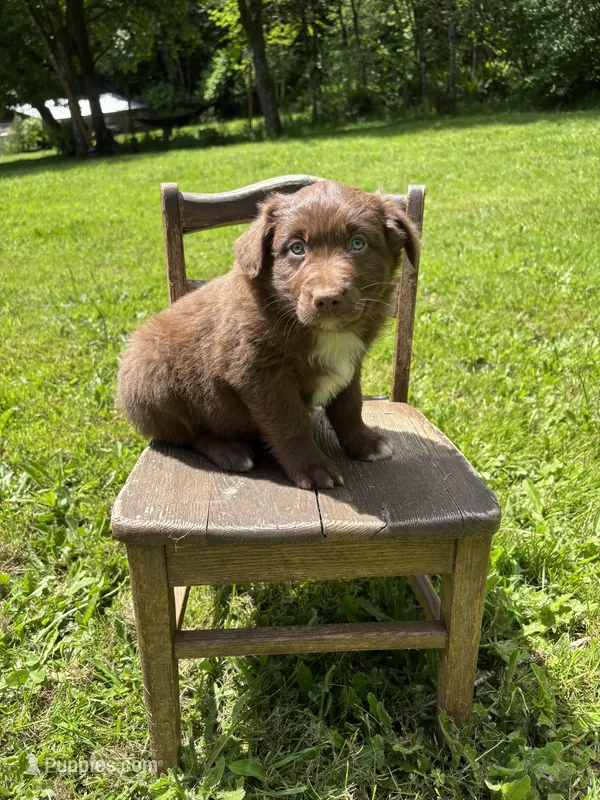 Briar – Australian Shepherd puppy for sale in Scappoose, OR