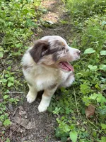 Lotus, a male Australian Shepherd for sale in Scappoose, OR – 21 of 26