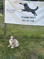 Lotus, a male Australian Shepherd for sale in Scappoose, OR – 23 of 26