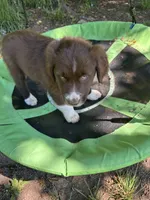 Sage, a male Australian Shepherd for sale in Scappoose, OR – 10 of 18