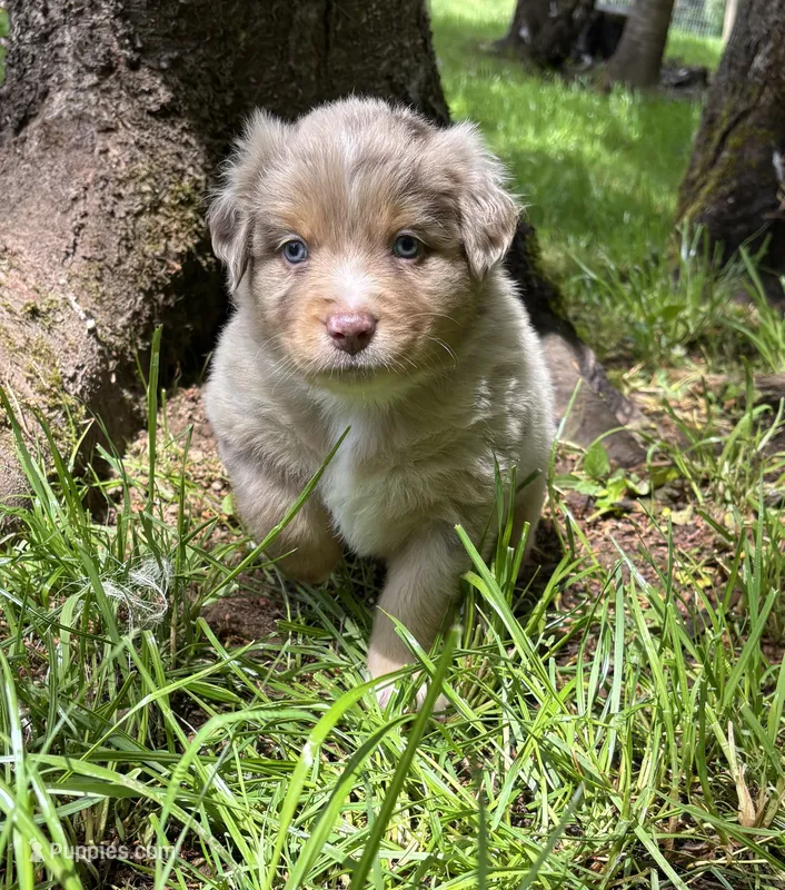 Quill – Australian Shepherd puppy on hold in Scappoose, OR