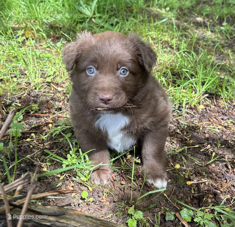 Briar – Australian Shepherd puppy for sale in Scappoose, OR