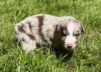 Valerian, a male Australian Shepherd for sale in Scappoose, OR – 3 of 5