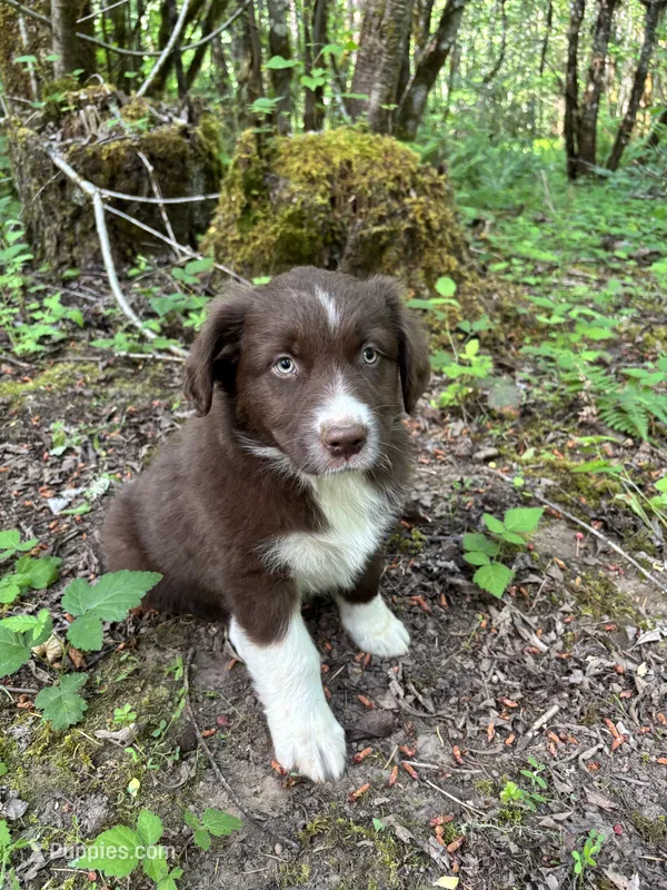 Sage – Australian Shepherd puppy for sale in Scappoose, OR
