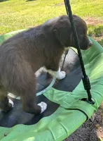 Sage, a male Australian Shepherd for sale in Scappoose, OR – 11 of 18