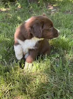 Sage, a male Australian Shepherd for sale in Scappoose, OR – 9 of 18