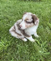 Lotus, a male Australian Shepherd for sale in Scappoose, OR – 10 of 26
