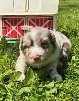 Azalea, a female Australian Shepherd for sale in Scappoose, OR – 6 of 6