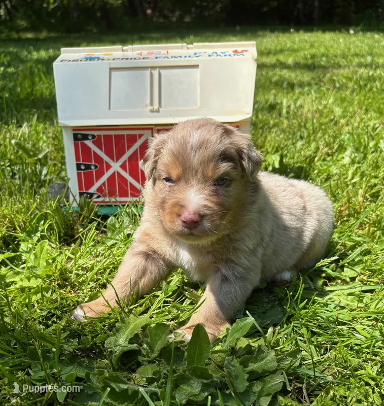 Quill, a male Australian Shepherd for sale in Scappoose, OR – 1 of 5