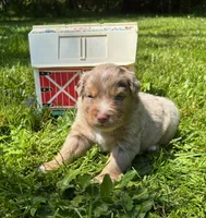 Quill, a male Australian Shepherd for sale in Scappoose, OR – 1 of 5