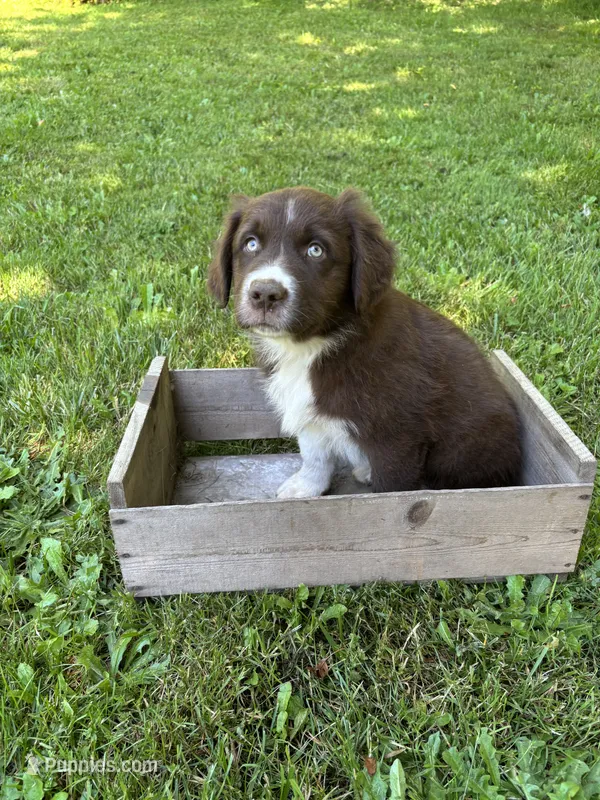 Sage – Australian Shepherd puppy for sale in Scappoose, OR