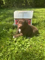 Briar, a male Australian Shepherd for sale in Scappoose, OR – 3 of 4