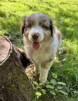 Lotus, a male Australian Shepherd for sale in Scappoose, OR – 4 of 26