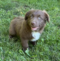 Briar, a male Australian Shepherd for sale in Scappoose, OR – 11 of 16