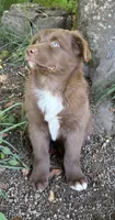 Briar, a male Australian Shepherd for sale in Scappoose, OR – 7 of 16