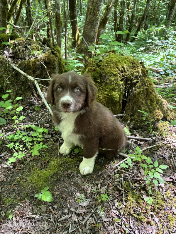 Sage – Australian Shepherd puppy for sale in Scappoose, OR