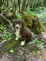 Sage, a male Australian Shepherd for sale in Scappoose, OR – 3 of 18