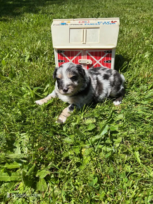 Bluebell – Australian Shepherd puppy on hold in Scappoose, OR