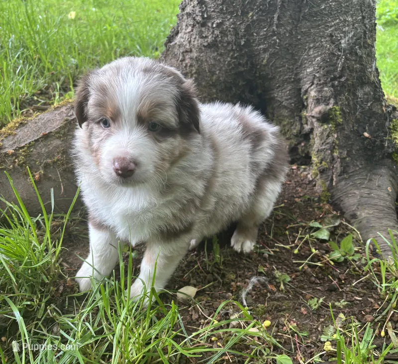 Lotus – Australian Shepherd puppy for sale in Scappoose, OR