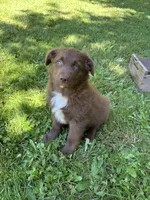 Briar, a male Australian Shepherd for sale in Scappoose, OR – 10 of 16