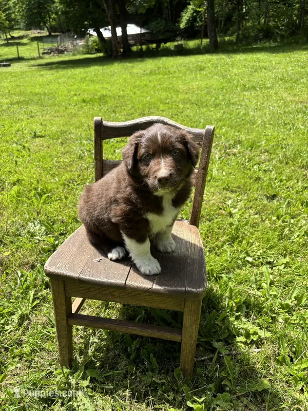 Iris – Australian Shepherd puppy for sale in Scappoose, OR