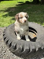 Lotus, a male Australian Shepherd for sale in Scappoose, OR – 25 of 26