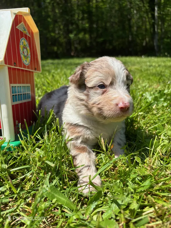 Camellia – Australian Shepherd puppy for sale in Scappoose, OR