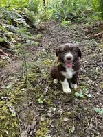 Sage, a male Australian Shepherd for sale in Scappoose, OR – 15 of 18