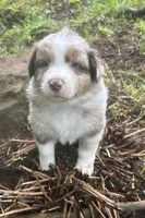 Lotus, a male Australian Shepherd for sale in Scappoose, OR – 7 of 10