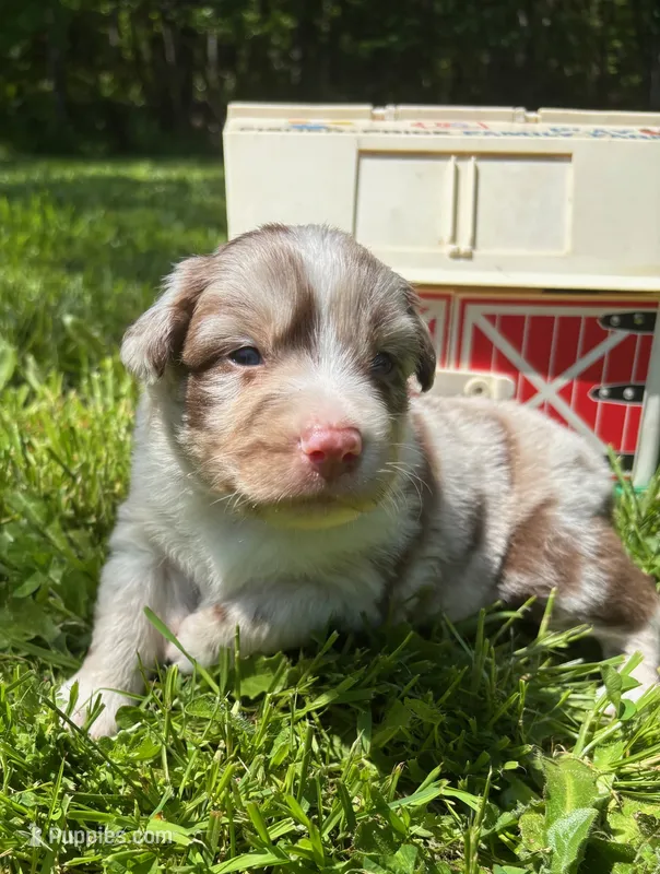 Azalea – Australian Shepherd puppy on hold in Scappoose, OR