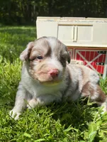 Azalea, a female Australian Shepherd for sale in Scappoose, OR – 1 of 6