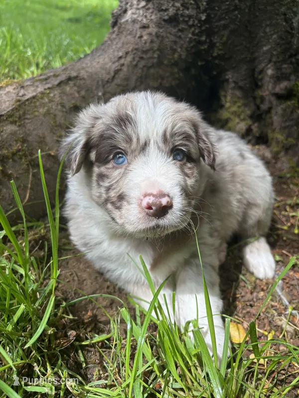 Valerian – Australian Shepherd puppy on hold in Scappoose, OR
