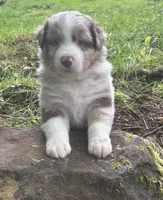 Lotus, a male Australian Shepherd for sale in Scappoose, OR – 3 of 10