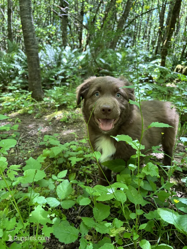 Briar – Australian Shepherd puppy for sale in Scappoose, OR