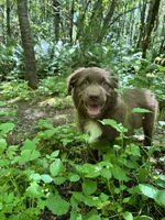 Briar, a male Australian Shepherd for sale in Scappoose, OR – 3 of 16