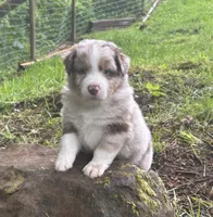 Lotus, a male Australian Shepherd for sale in Scappoose, OR – 2 of 10