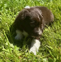 Iris, a female Australian Shepherd for sale in Scappoose, OR – 5 of 5
