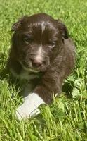 Iris, a female Australian Shepherd for sale in Scappoose, OR – 4 of 5